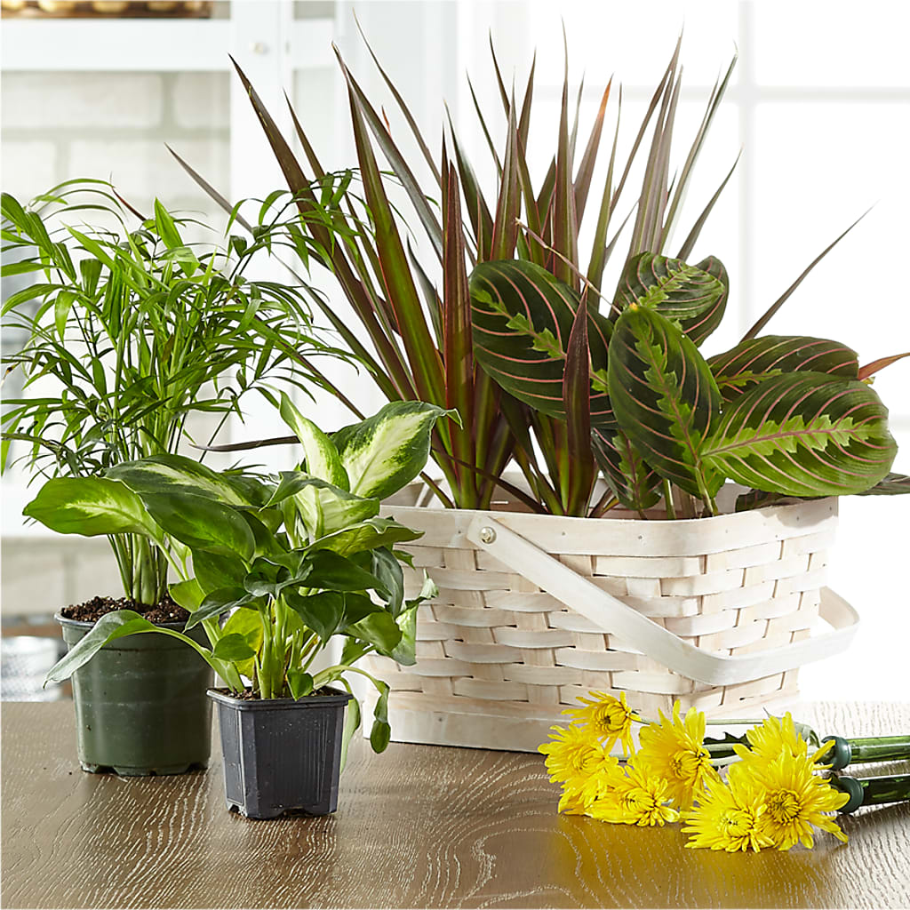 Florist Designed Blooming and Green Plants in a Basket – AZAR FLRST INC/NEWPORT BEACH FLRST & GDN, Irvine CA