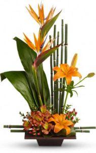 EXOTIC GRACE – AZAR FLRST INC/NEWPORT BEACH FLRST & GDN, Irvine CA