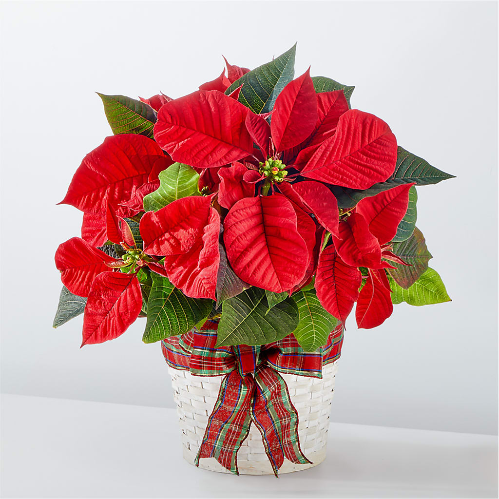 Happiest Holidays Poinsettia – AZAR FLRST INC/NEWPORT BEACH FLRST & GDN, Irvine CA