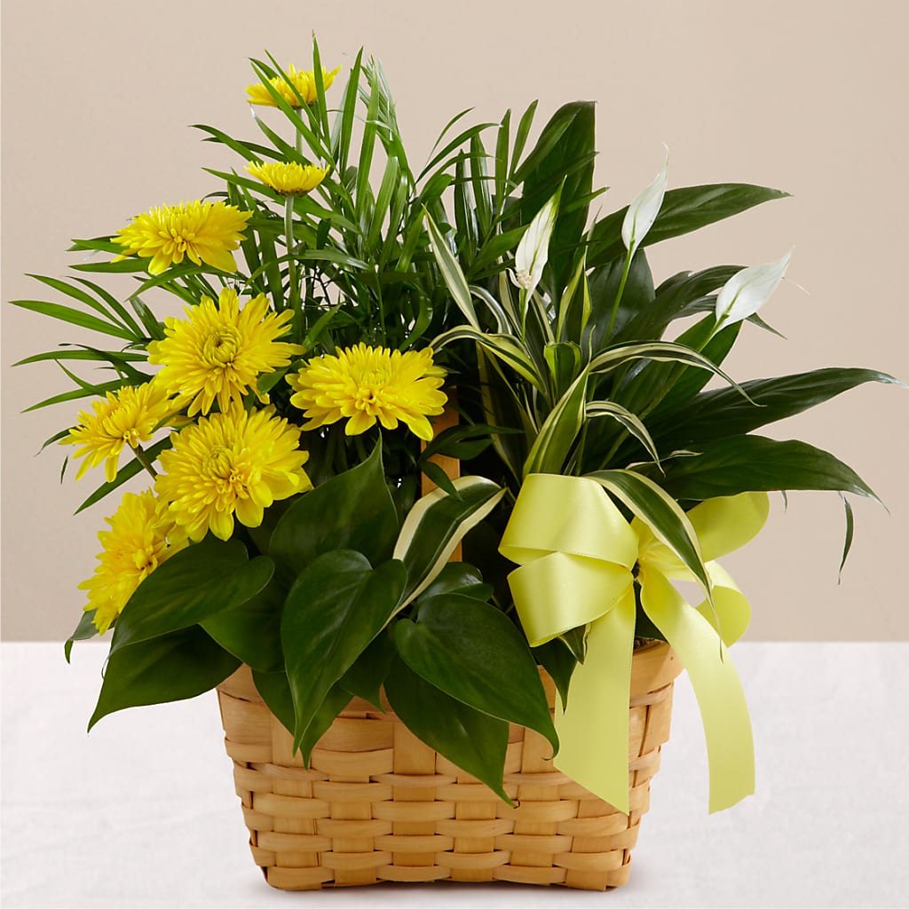 Loving Light Dishgarden – AZAR FLRST INC/NEWPORT BEACH FLRST & GDN, Irvine CA