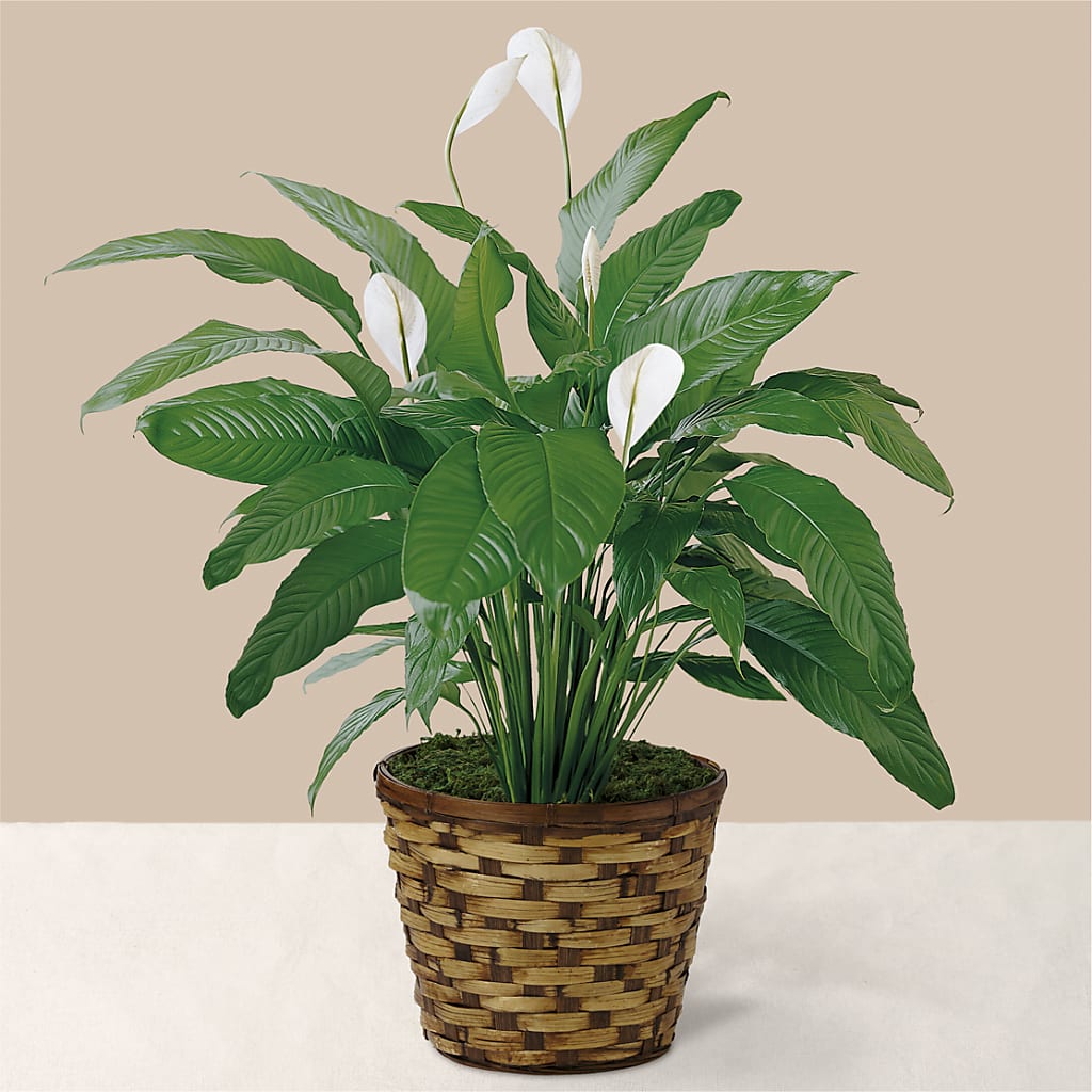 Tranquil Moments Peace Lily Plant – AZAR FLRST INC/NEWPORT BEACH FLRST & GDN, Irvine CA