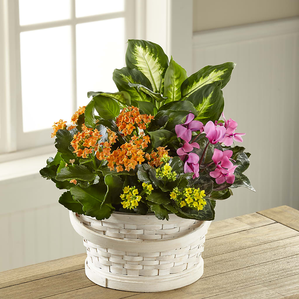 Color Crush Dishgarden – AZAR FLRST INC/NEWPORT BEACH FLRST & GDN, Irvine CA