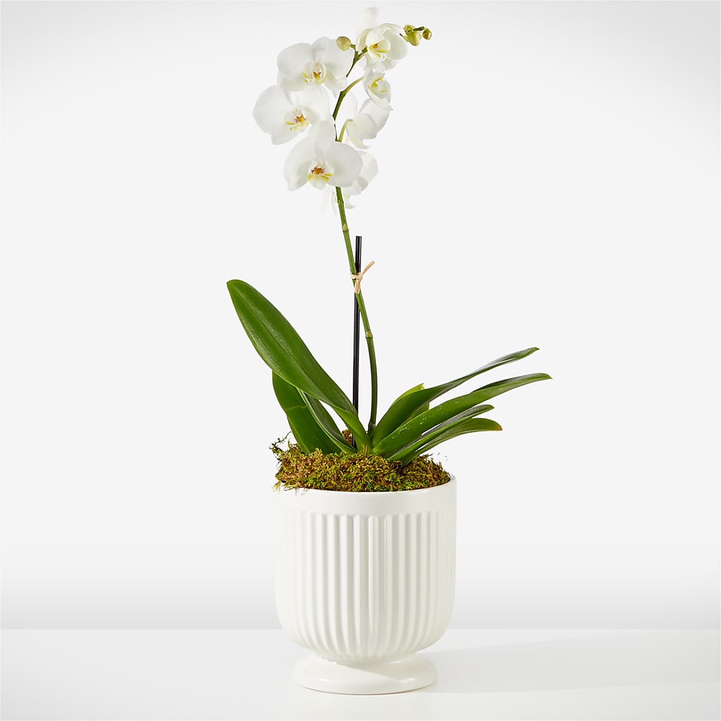 Whispering White Orchid – AZAR FLRST INC/NEWPORT BEACH FLRST & GDN, Irvine CA