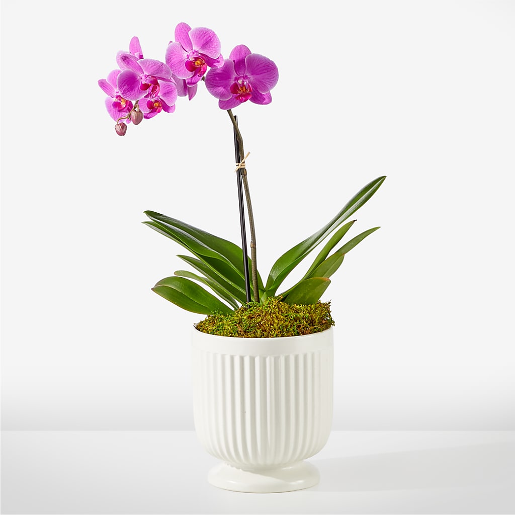 Friendly Fuchsia Orchid – AZAR FLRST INC/NEWPORT BEACH FLRST & GDN, Irvine CA