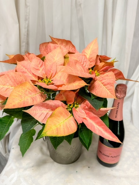 Cheers to the Holidays – AZAR FLRST INC/NEWPORT BEACH FLRST & GDN, Irvine CA