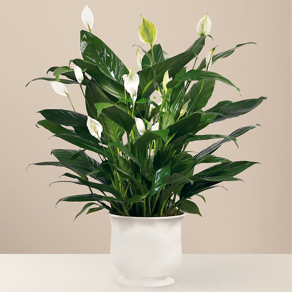 Comfort Planter – AZAR FLRST INC/NEWPORT BEACH FLRST & GDN, Irvine CA