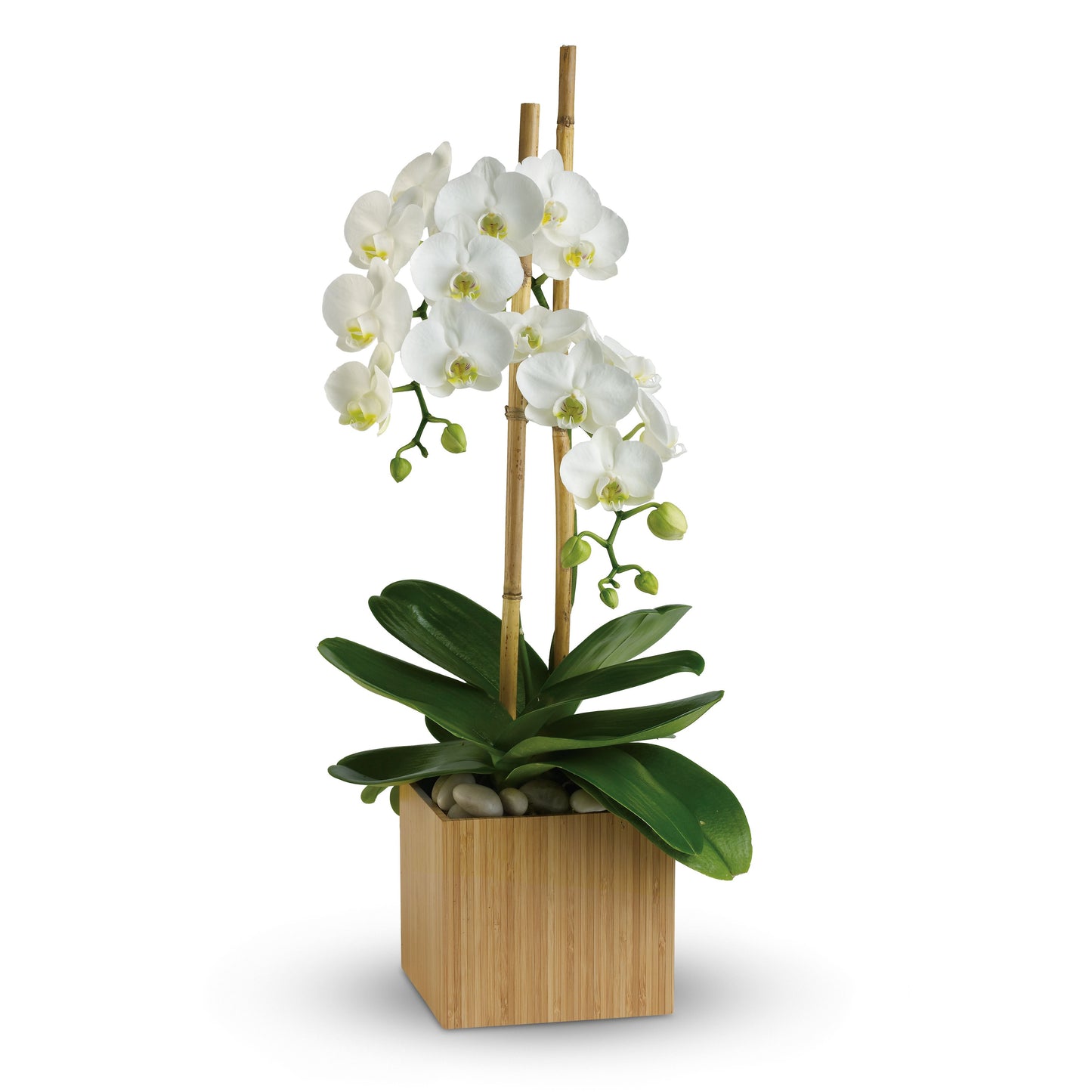 Opulent Orchids – AZAR FLRST INC/NEWPORT BEACH FLRST & GDN, Irvine CA