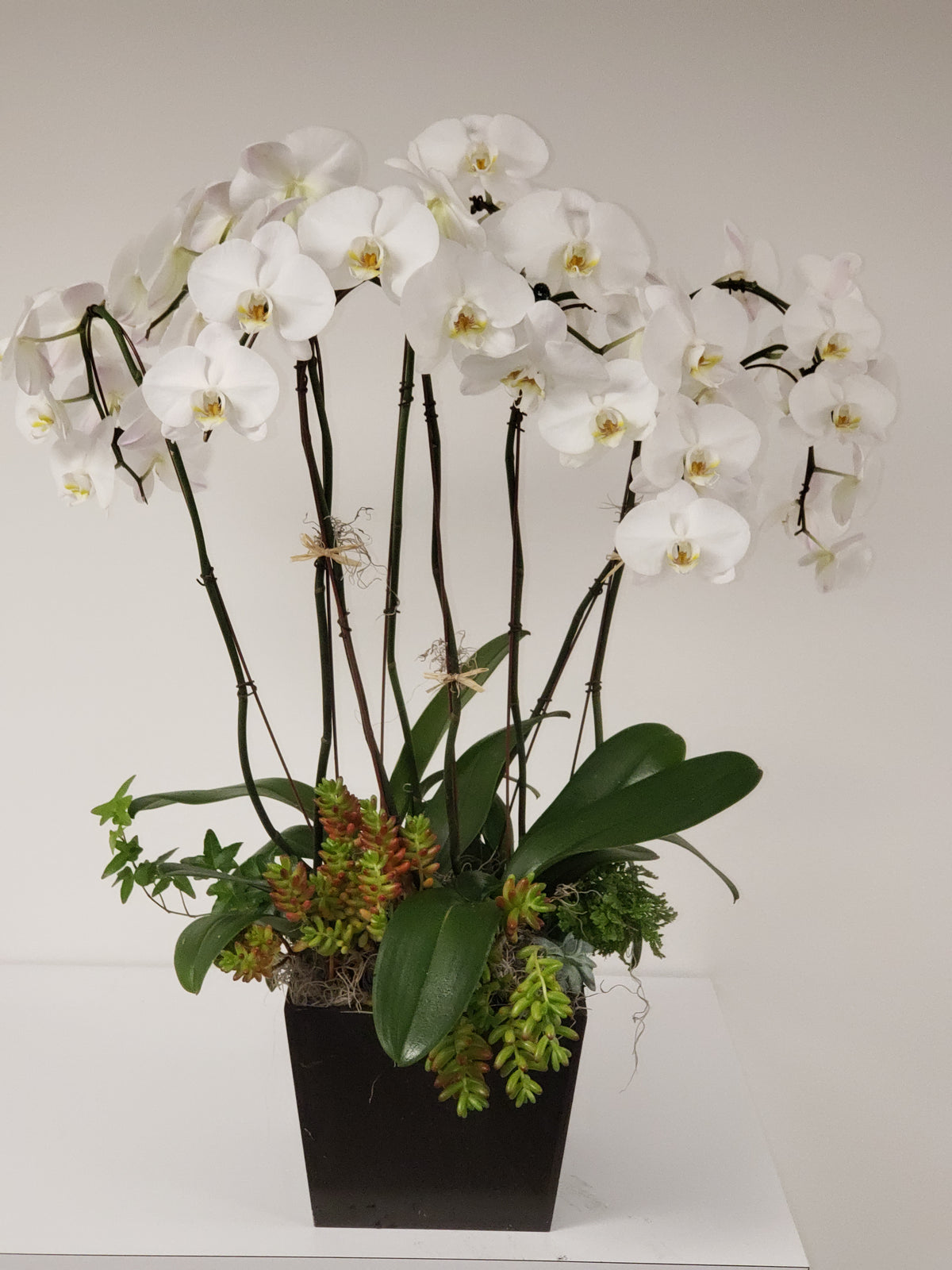 Orchid Abundance – AZAR FLRST INC/NEWPORT BEACH FLRST & GDN, Irvine CA