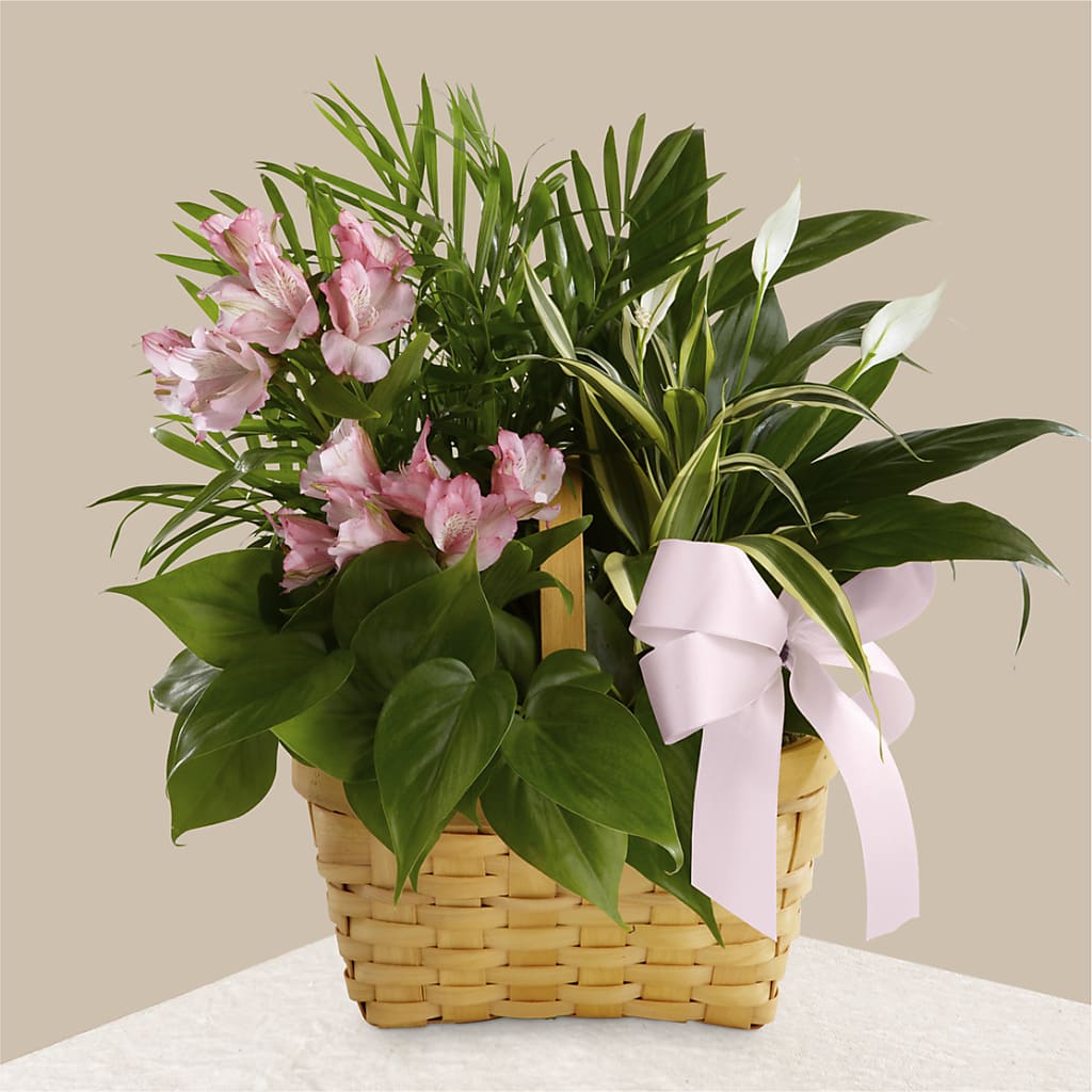 Living Spirit Dishgarden – AZAR FLRST INC/NEWPORT BEACH FLRST & GDN, Irvine CA