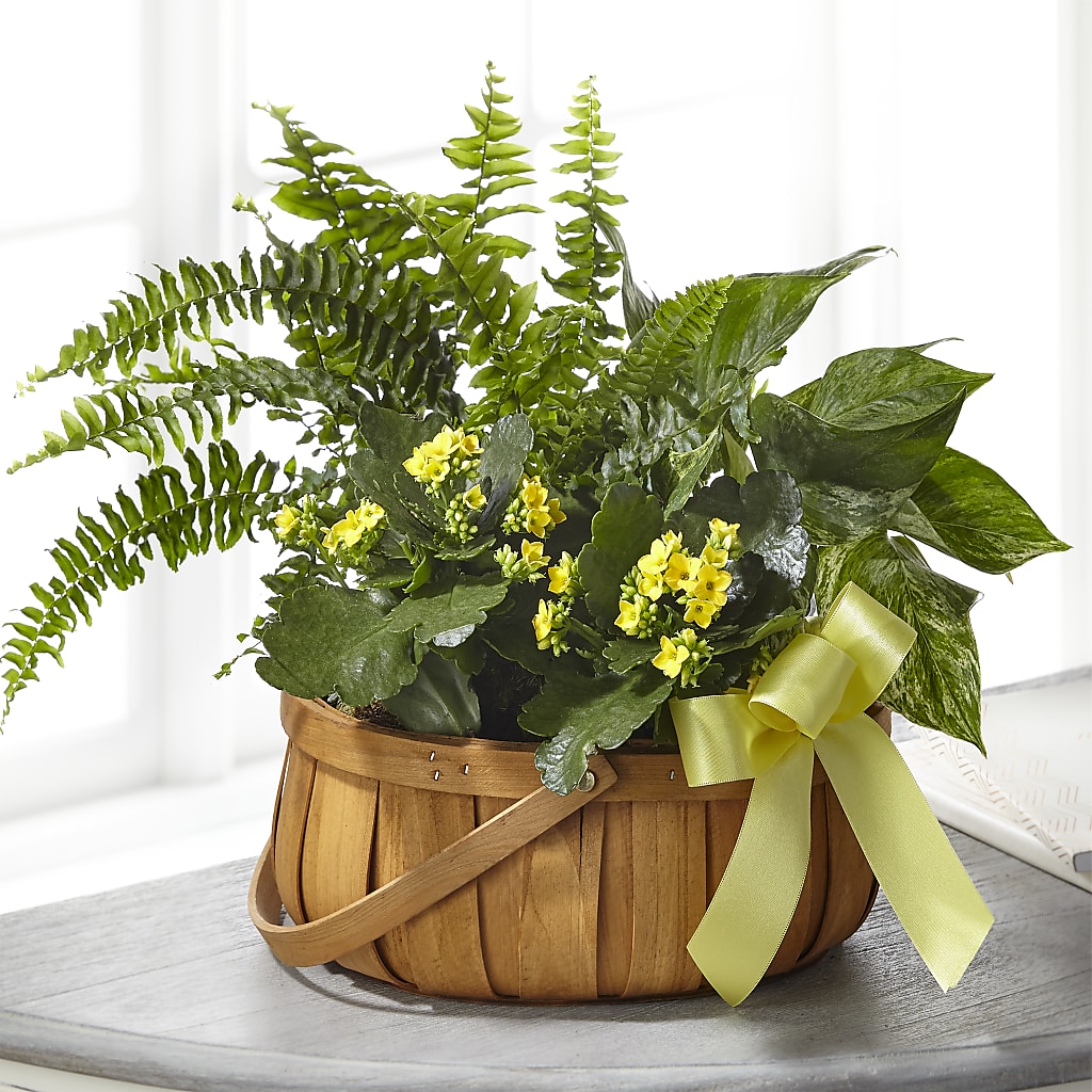 Always Dear Dishgarden – AZAR FLRST INC/NEWPORT BEACH FLRST & GDN, Irvine CA