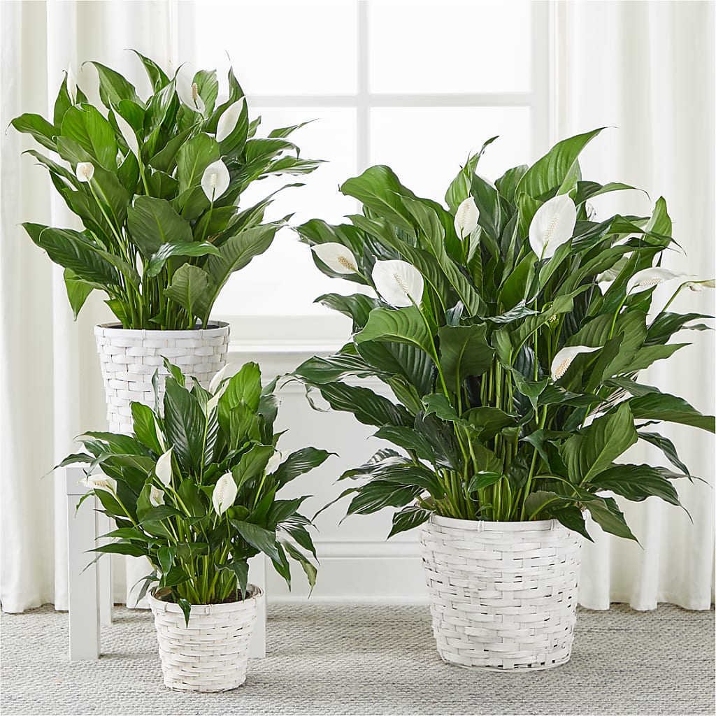 A New Leaf Peace Lily – AZAR FLRST INC/NEWPORT BEACH FLRST & GDN, Irvine CA
