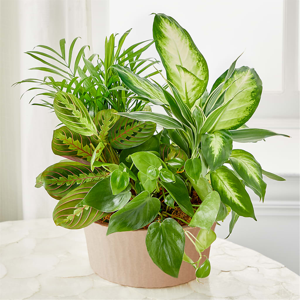 Balance & Harmony Dishgarden – AZAR FLRST INC/NEWPORT BEACH FLRST & GDN, Irvine CA