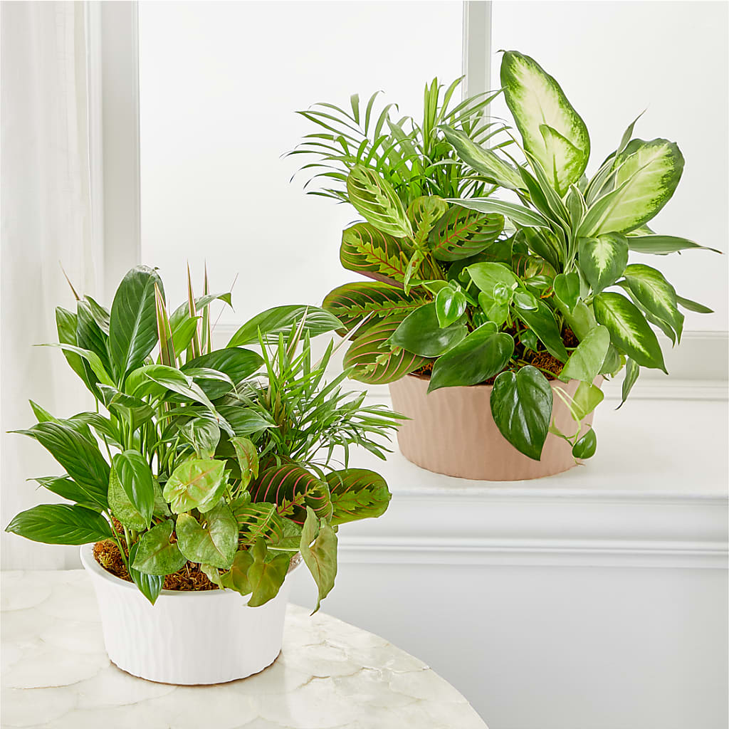 Balance & Harmony Dishgarden – AZAR FLRST INC/NEWPORT BEACH FLRST & GDN, Irvine CA