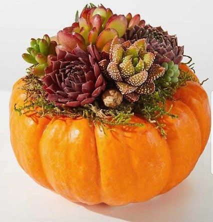 Live Succulent Garden Mini – AZAR FLRST INC/NEWPORT BEACH FLRST & GDN, Irvine CA