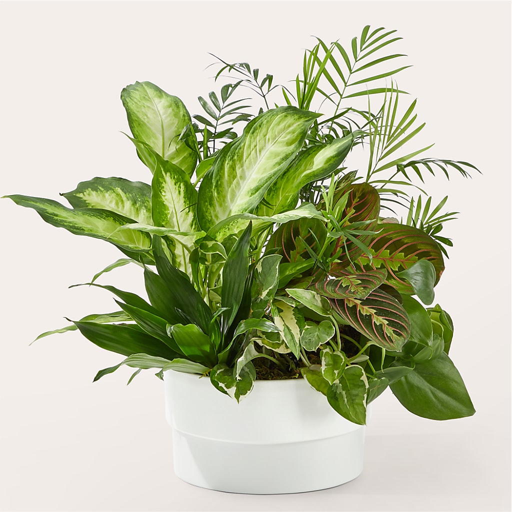 Radiating Positivity Dishgarden – AZAR FLRST INC/NEWPORT BEACH FLRST & GDN, Irvine CA