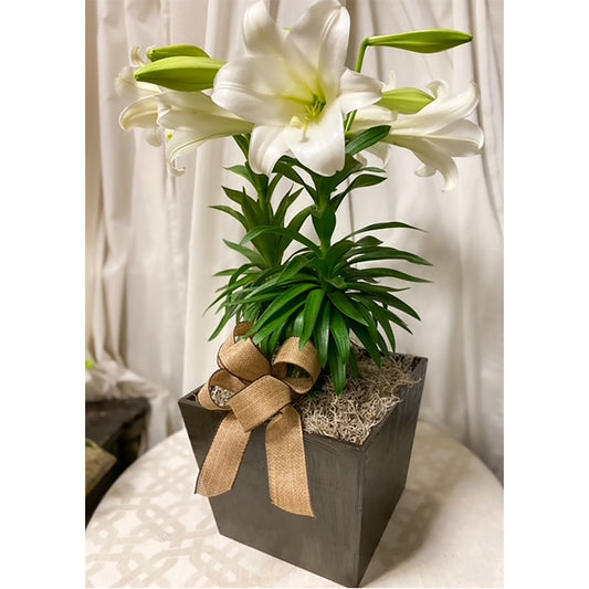 A Heavenly Easter Lily