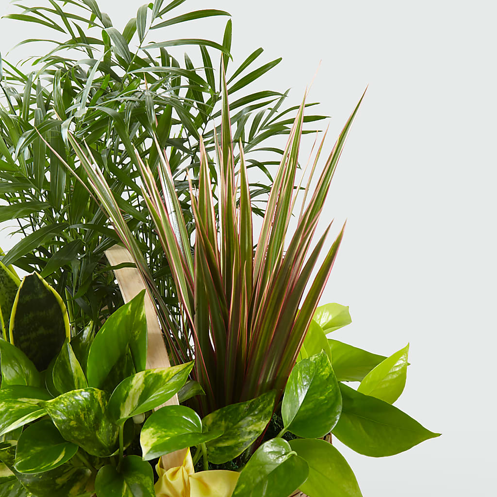French Garden – AZAR FLRST INC/NEWPORT BEACH FLRST & GDN, Irvine CA