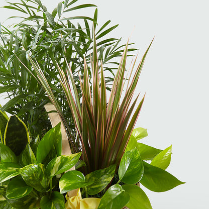 French Garden – AZAR FLRST INC/NEWPORT BEACH FLRST & GDN, Irvine CA