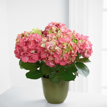 Pink Hydrangea Planter – AZAR FLRST INC/NEWPORT BEACH FLRST & GDN, Irvine CA