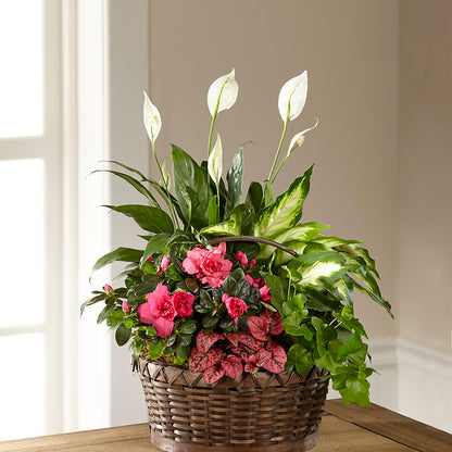 Dream in Pink Dishgarden – AZAR FLRST INC/NEWPORT BEACH FLRST & GDN, Irvine CA