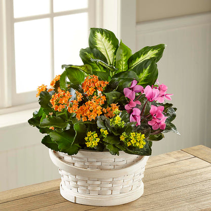Color Crush Dishgarden – AZAR FLRST INC/NEWPORT BEACH FLRST & GDN, Irvine CA
