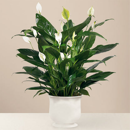 Comfort Planter – AZAR FLRST INC/NEWPORT BEACH FLRST & GDN, Irvine CA