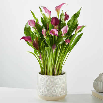 Love in Full Bloom Garden