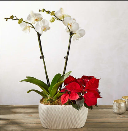 White Orchid and Red Poinsettia Garden – AZAR FLRST INC/NEWPORT BEACH FLRST & GDN, Irvine CA