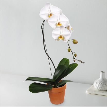 White Cascading Orchid – AZAR FLRST INC/NEWPORT BEACH FLRST & GDN, Irvine CA