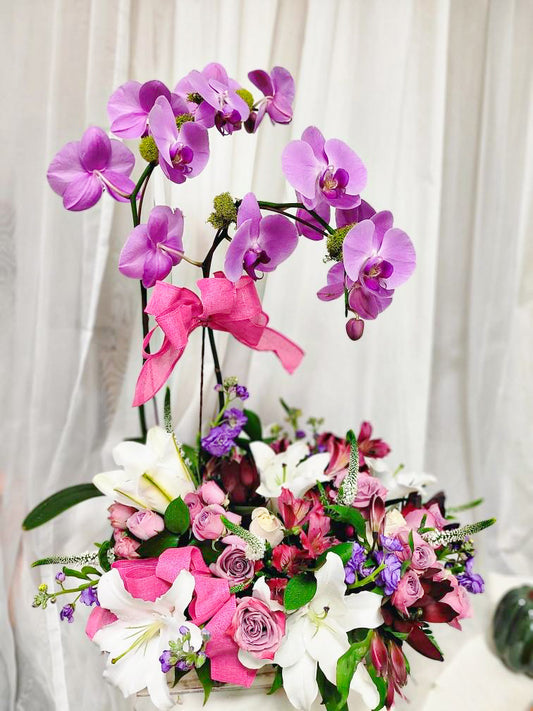 Radiant Orchid Garden