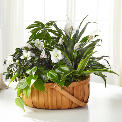 Serene Dishgarden – AZAR FLRST INC/NEWPORT BEACH FLRST & GDN, Irvine CA