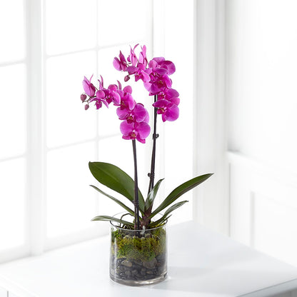 Pink Orchid Plant – AZAR FLRST INC/NEWPORT BEACH FLRST & GDN, Irvine CA