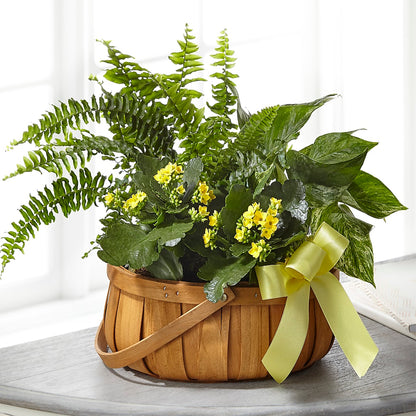 Always Dear Dishgarden – AZAR FLRST INC/NEWPORT BEACH FLRST & GDN, Irvine CA