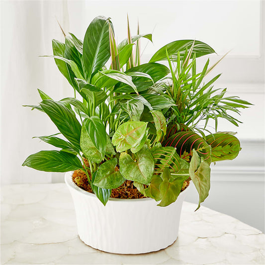 Balance & Harmony Dishgarden – AZAR FLRST INC/NEWPORT BEACH FLRST & GDN, Irvine CA