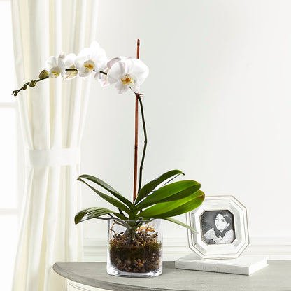 White Orchid Planter – AZAR FLRST INC/NEWPORT BEACH FLRST & GDN, Irvine CA