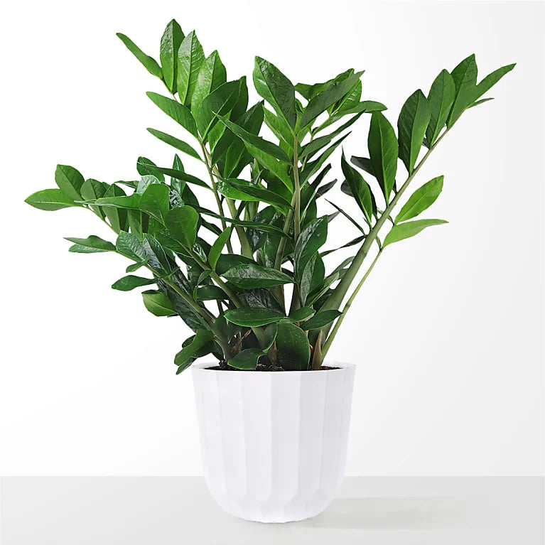 The Office MVP ZZ Plant